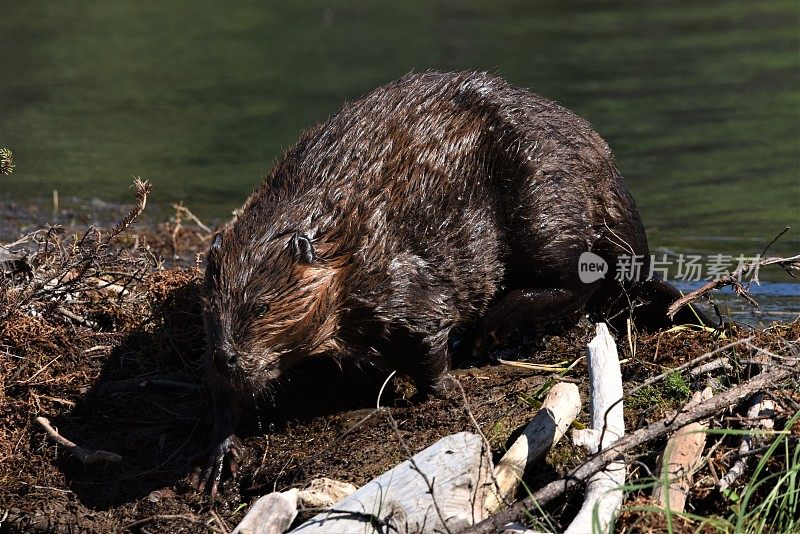 马蹄湖的海狸