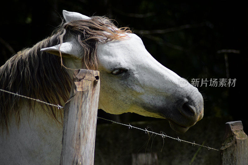 老白马