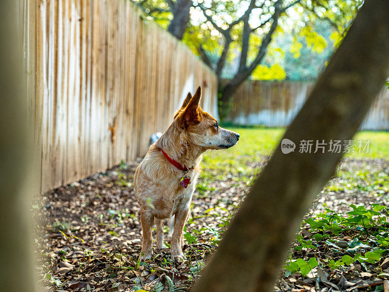 后院的小型杂种狗