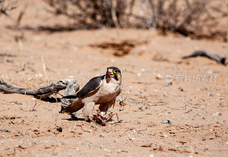 Kgalagadi越境公园里的兰纳猎鹰正在捕食猎物