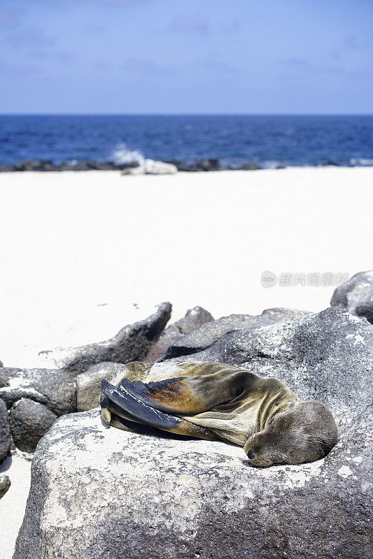 迷路，饥饿和垂死的年轻海狮躺在莫斯克拉岛，加拉帕戈斯