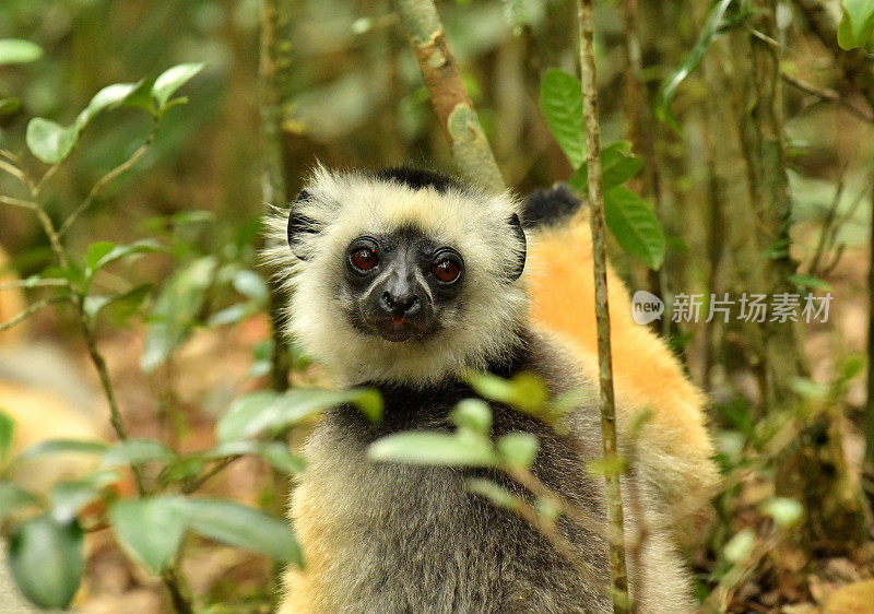 王冠Sifaka