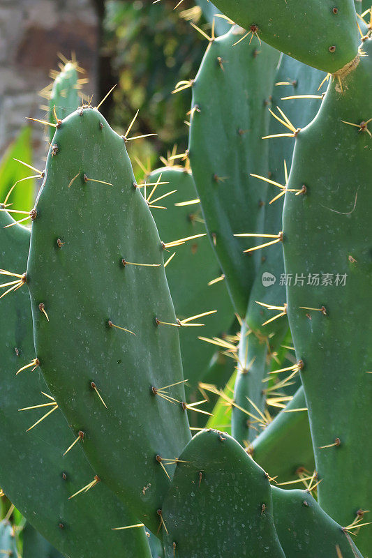 近距离图片仙人掌(仙人掌)种植在一个热带花园设置