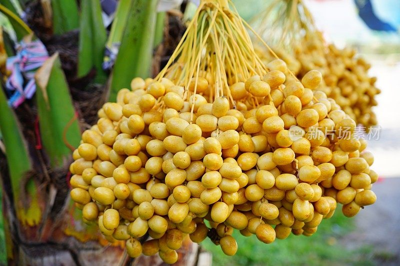 枣椰树的黄色果实