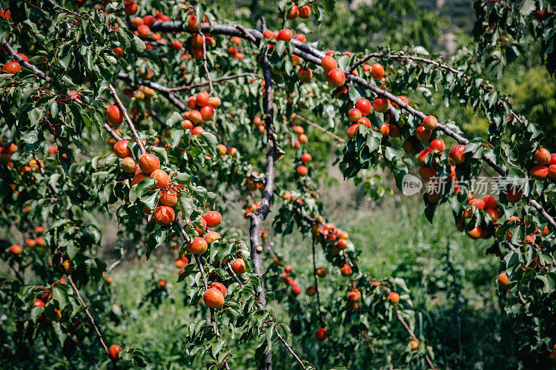 阳光明媚的夏日果园里，树上的成熟油桃