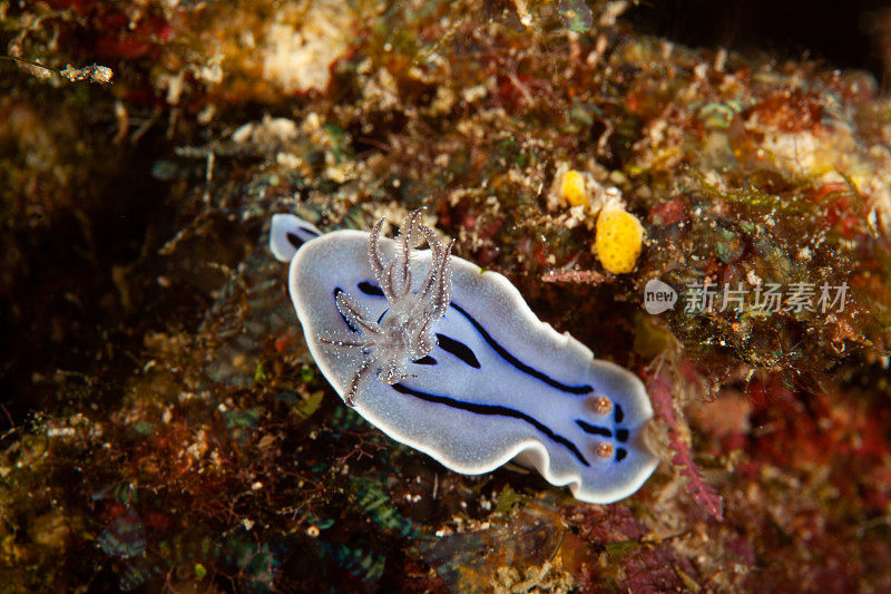 海洋生物。彩色的海蛞蝓水下生物裸鳃