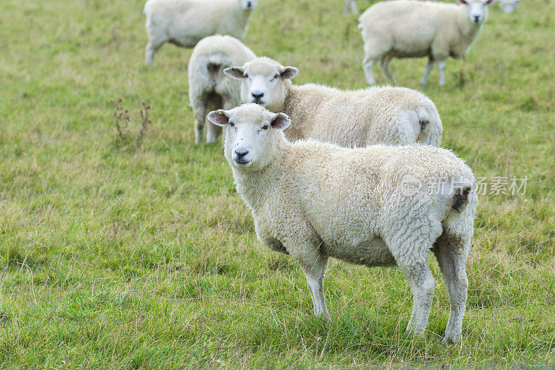 近距离的新剪羊毛的羊放牧在一个农场，新西兰