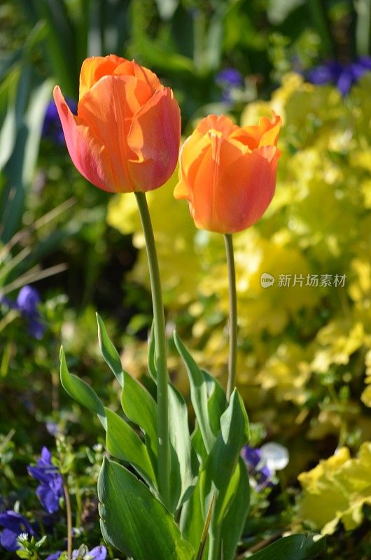 俯视图两微妙生动的橙色，黄色郁金香在一个阳光明媚的春天的一天，美丽的户外花卉背景与软焦点拍摄
