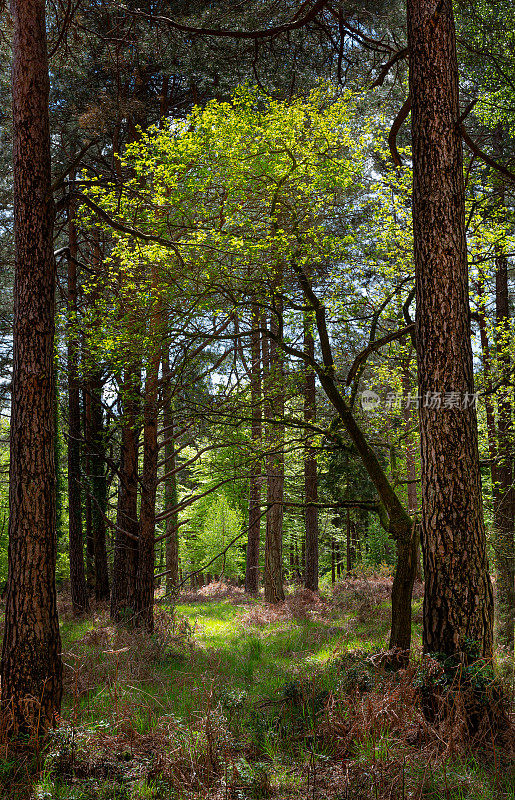 新罕布什尔州新森林国家公园的春天的树木