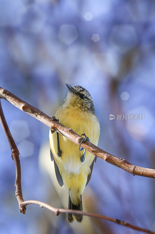 黄色的残余Thornbill