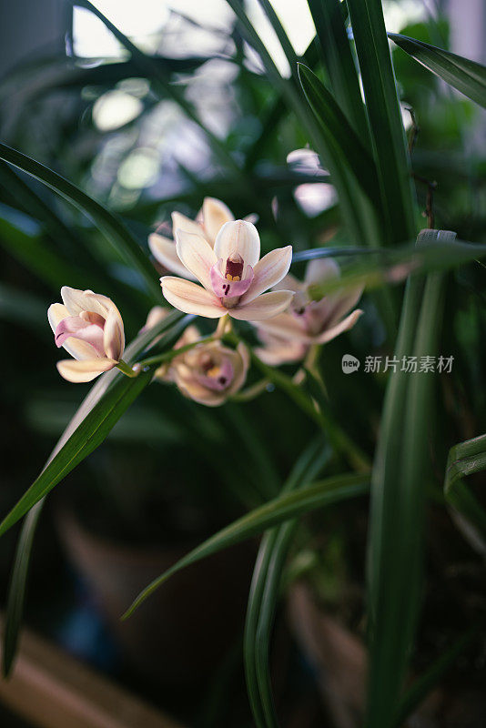 一种船兰植物-兰花