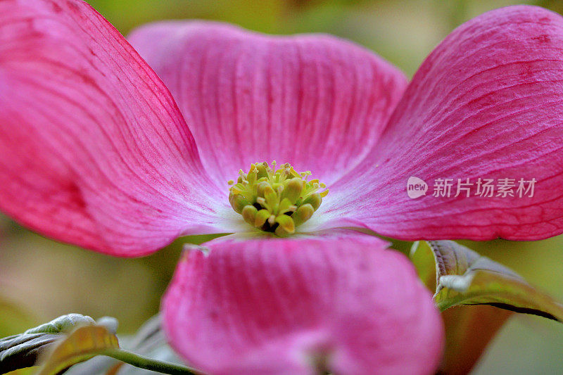 山茱萸花的极端特写照片，被花瓣状苞片包围