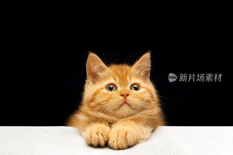 姜猫坐在地板上