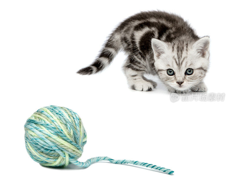 漂亮的小猫(英国短毛猫)，白色背景上有一个毛球。