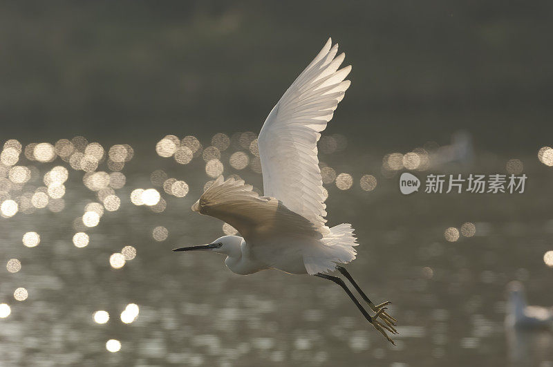 小白鹭飞