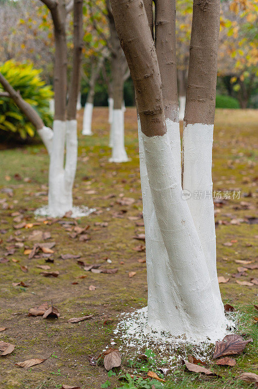 涂漆的树干防虫