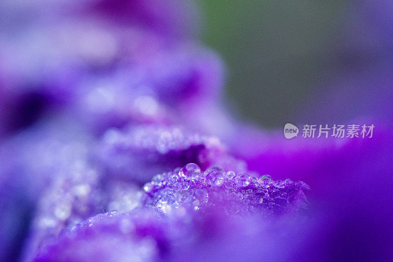 背景微距露珠上的紫色花朵