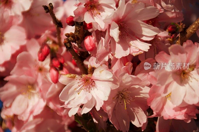 粉红色樱花树