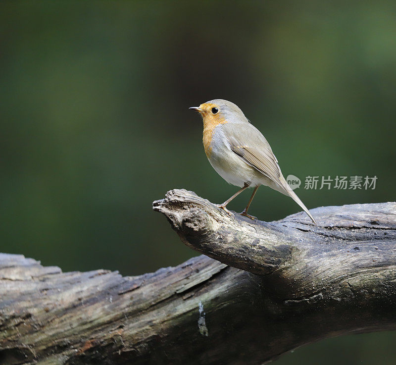 罗宾(红心rubecula)