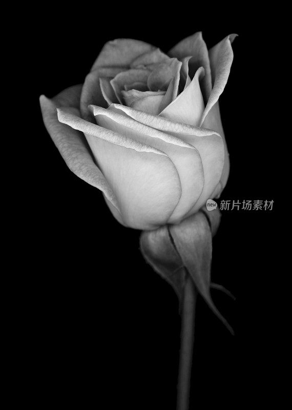 单色玫瑰孤立在黑色背景上