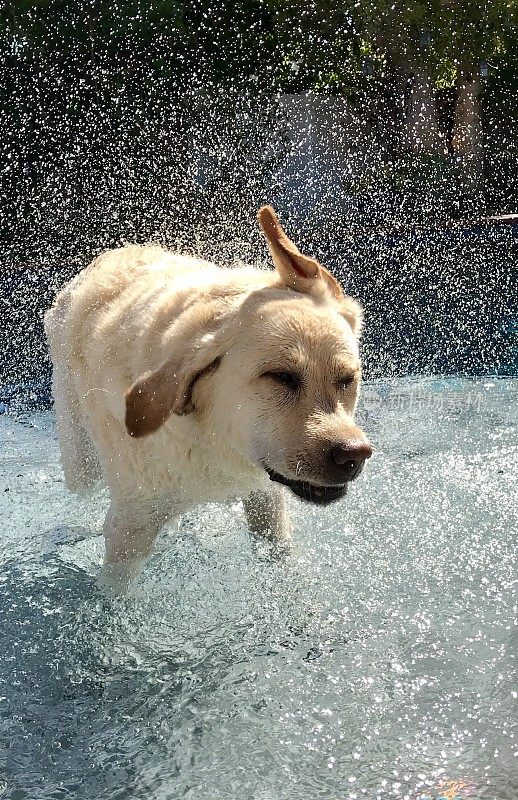 拉布拉多寻回犬