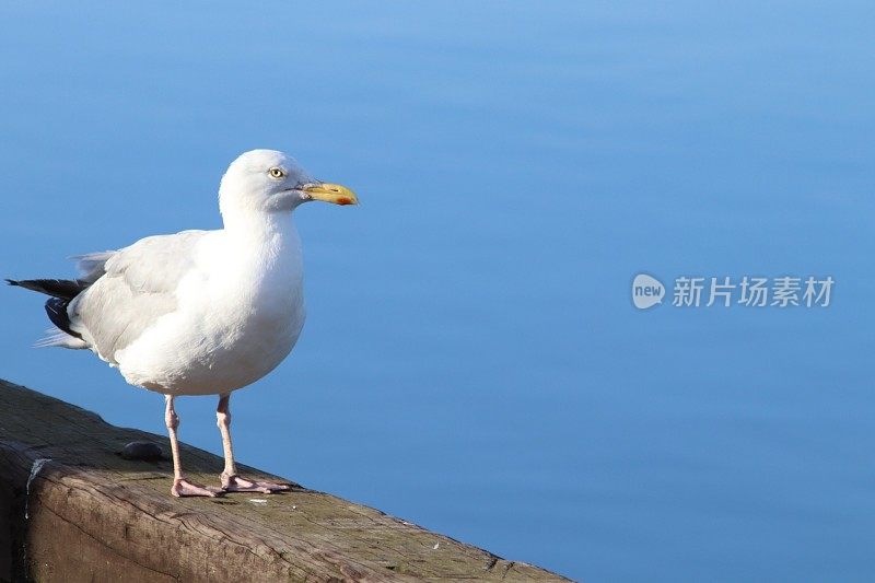 海鸥在梁