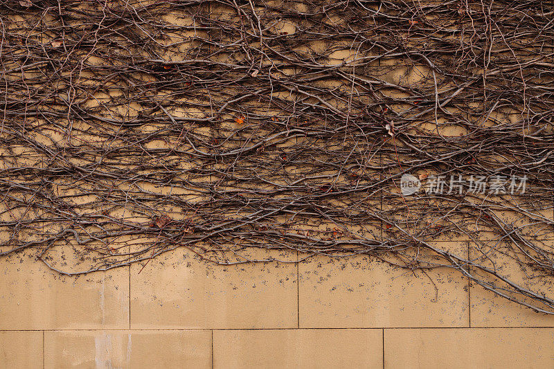 枯死的藤蔓长在砖墙上