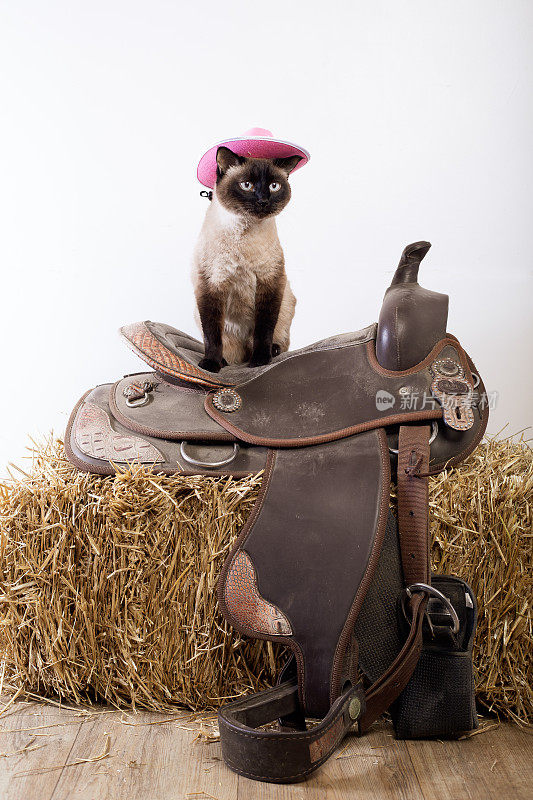 暹罗猫戴着牛仔帽坐在马鞍上