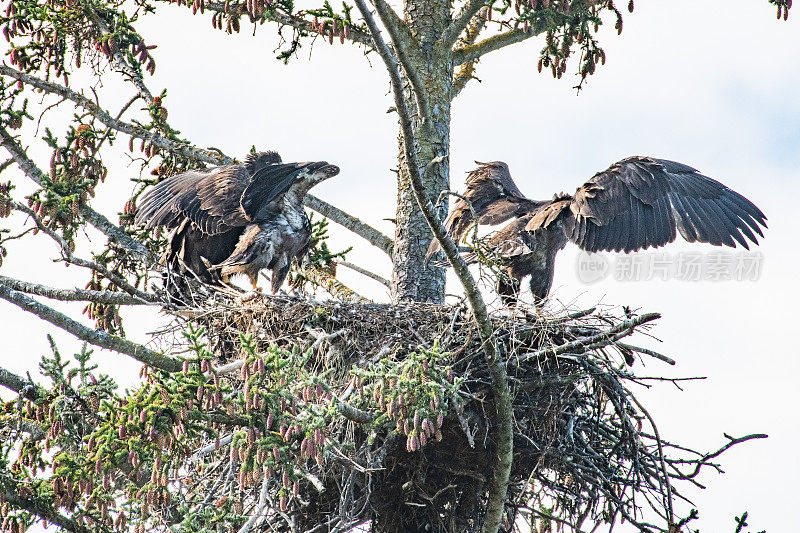 三只秃鹰幼崽等待着父母把食物带回巢中