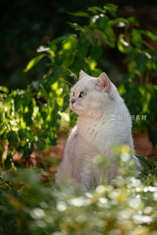 英国短毛猫在花园里的时光