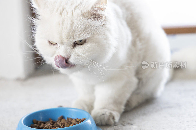 一只白色的安哥拉猫正在吃一碗食物。一只白猫边吃边舔。