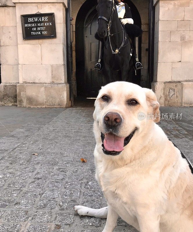 拉布拉多猎犬和骑兵卫队