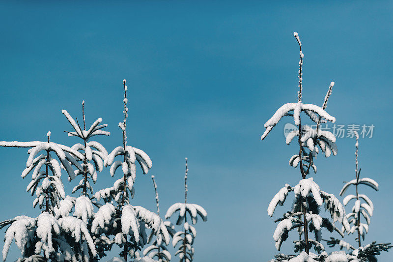 冬天的雪在树梢