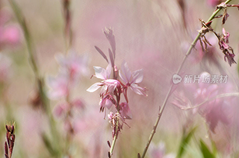 粉红色的小花在花园里盛开