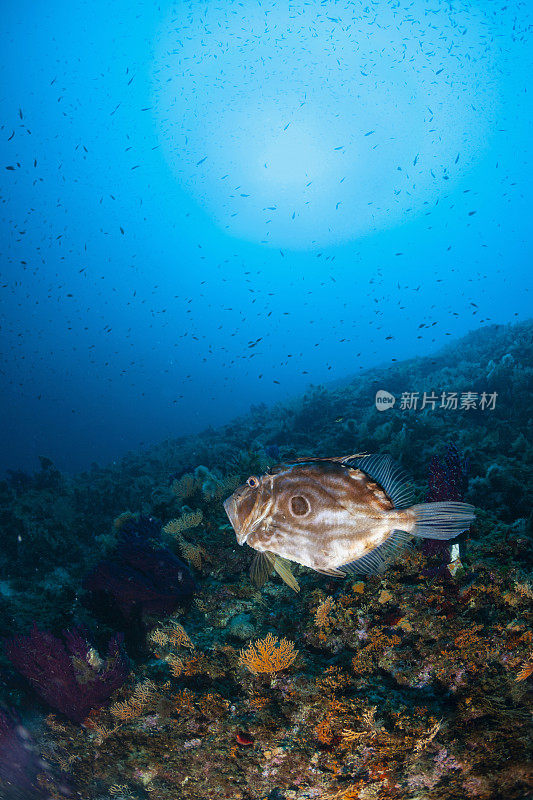 水下约翰多利，圣皮埃尔或彼得的鱼，深海海洋生物地中海海洋水肺潜水员的观点水动物