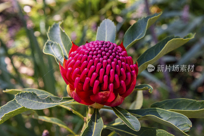 特洛皮花。花朵是新南威尔士州的象征，对许多人来说，它是澳大利亚最具标志性的花朵