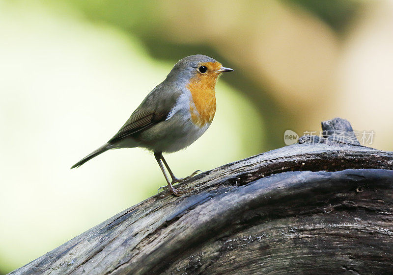 罗宾(红心rubecula)