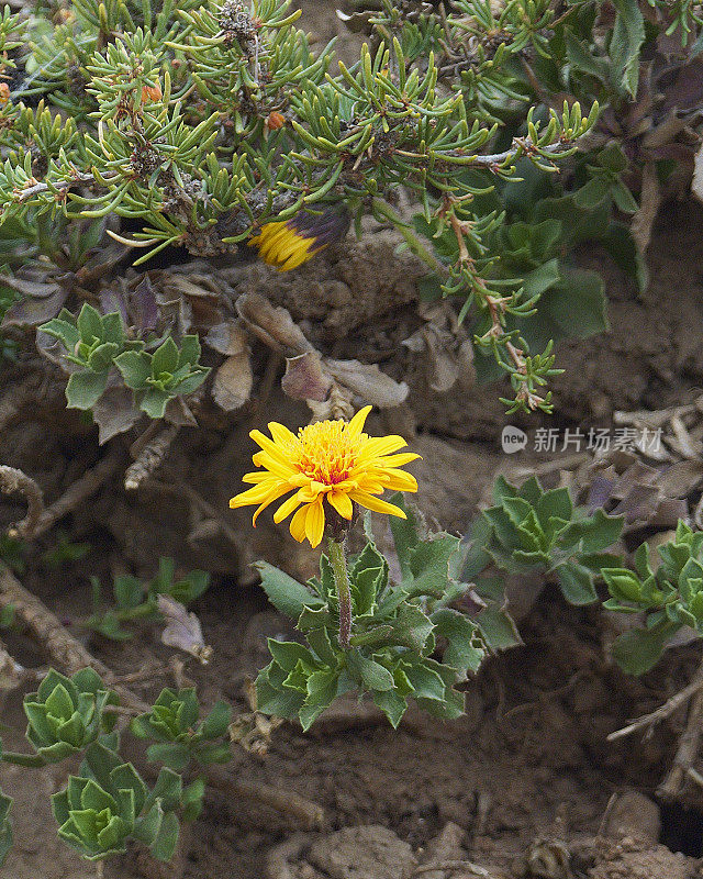 单龙一种单龙属的花和叶子，生长在智利圣地亚哥附近