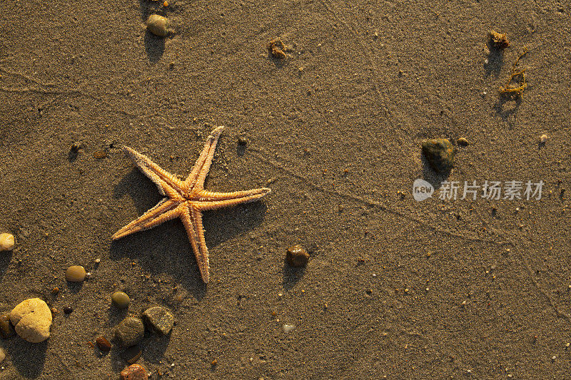 海滩上有海星和防晒霜