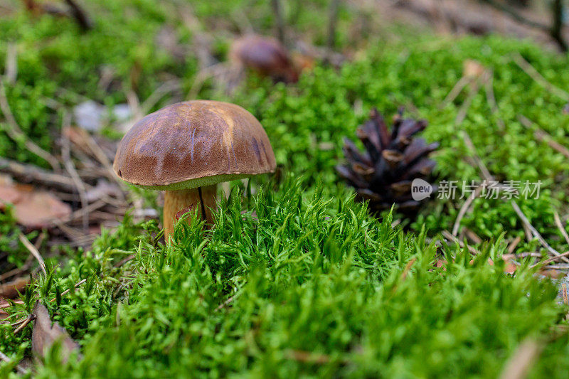 苔藓中的牛肝菌和松果