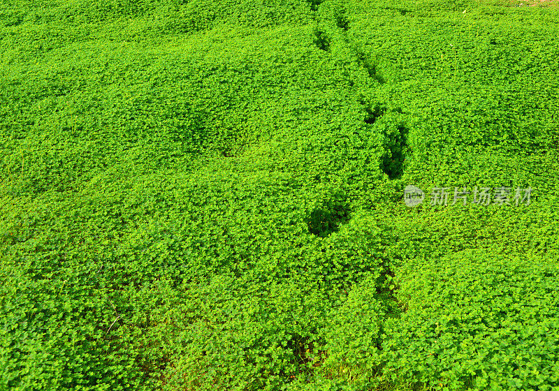 葡萄牙阿尔加维，百慕大毛茛田上的脚印