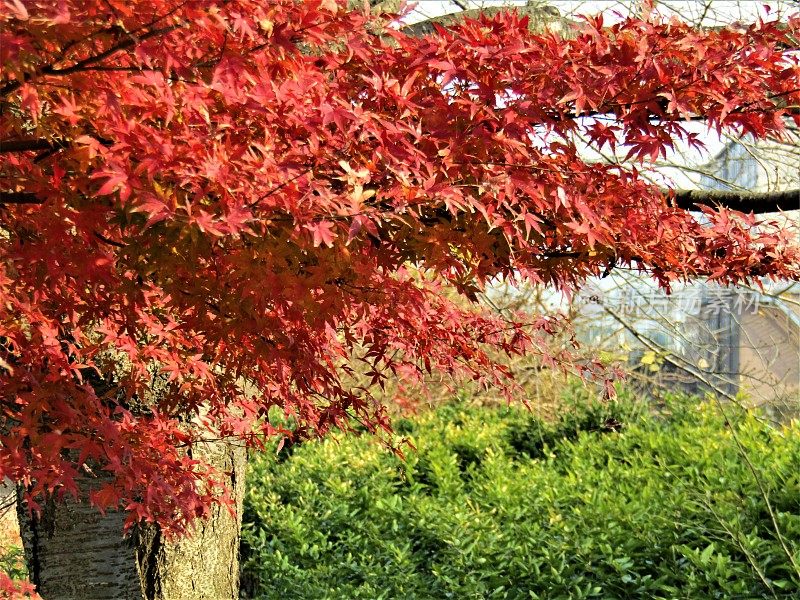 日本。12月。红叶的枫树