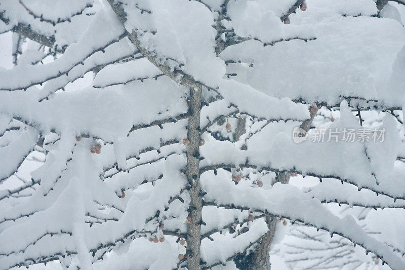 银杏树上覆盖着厚厚的积雪