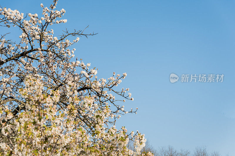 春天的樱花