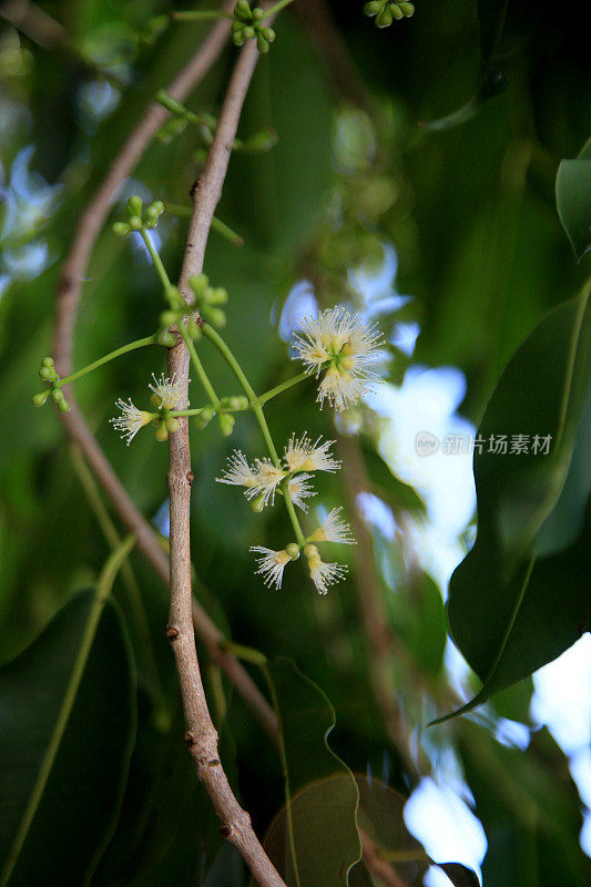 气味清香cumini水果