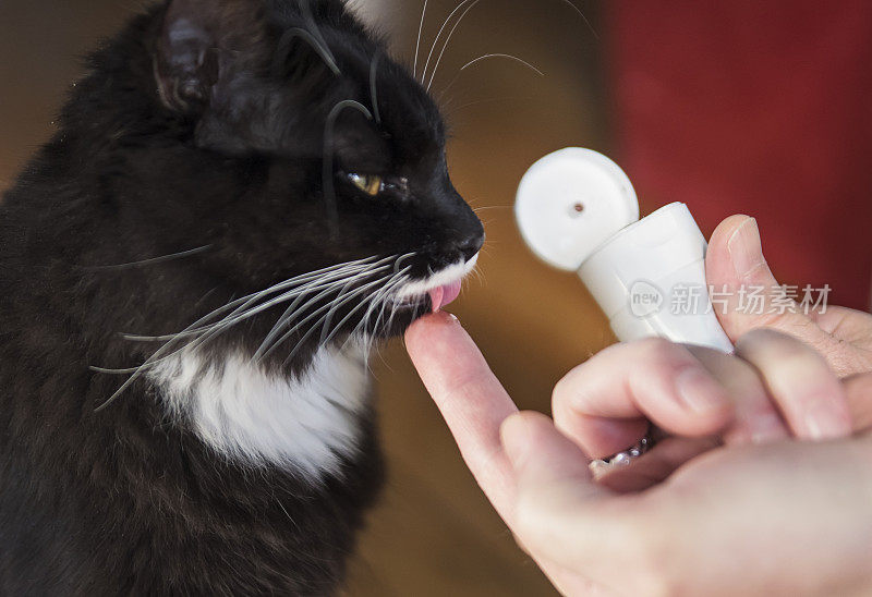 日常护理，男人给猫牙膏凝胶。