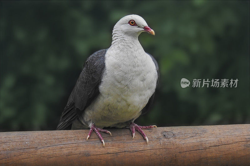 白鸽(白鸽)