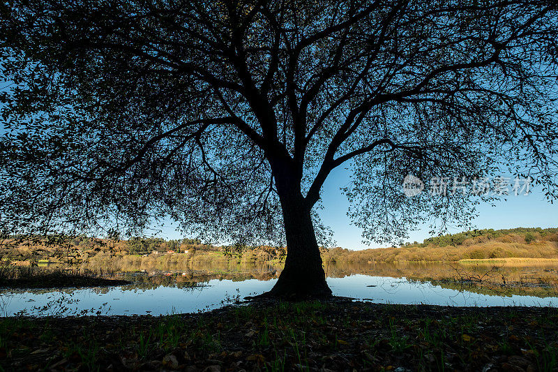 背光树，映在湖面上。