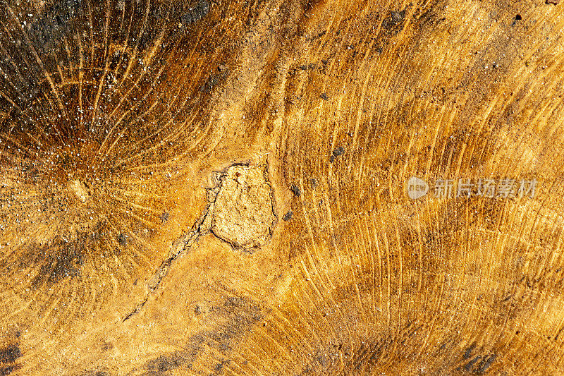 弯曲的木纹从切割的双树桩的分裂中心辐射