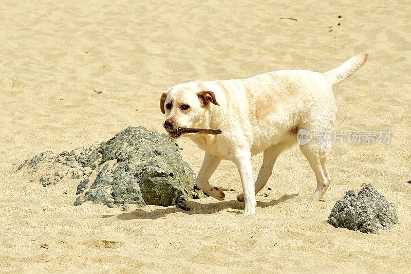 加州大苏尔的拉布拉多寻回犬